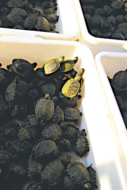 turtles